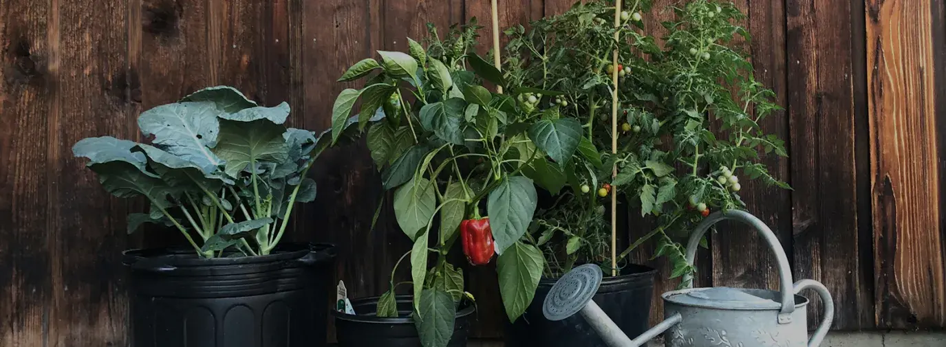 Container Garden by Margaret McAden